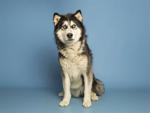 CHUECO, an adoptable Husky in Phoenix, AZ