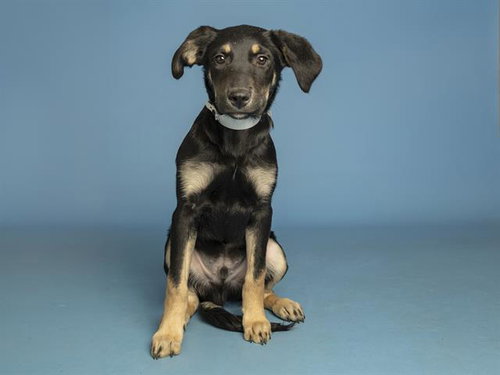JC, an adoptable Siberian Husky in Phoenix, AZ