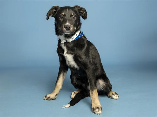 CHRIS, an adoptable Siberian Husky in Phoenix, AZ