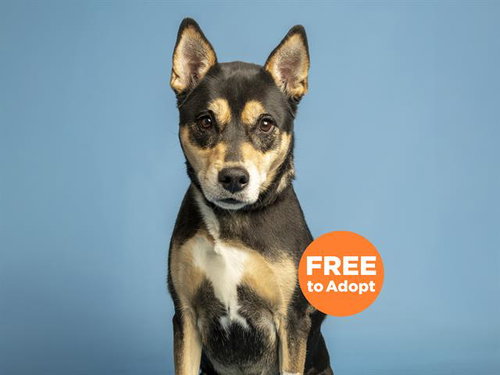 AVA, an adoptable Australian Cattle Dog in Phoenix, AZ