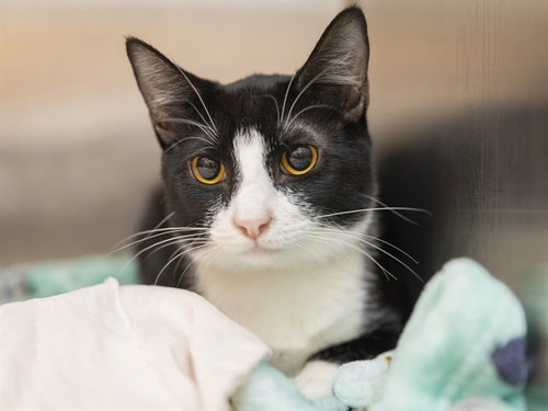 ASH, an adoptable Domestic Short Hair in Phoenix, AZ