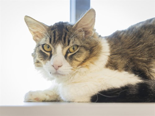 JASPER, an adoptable Domestic Medium Hair in Phoenix, AZ