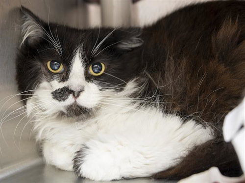 ALI CAT, an adoptable Domestic Long Hair in Phoenix, AZ