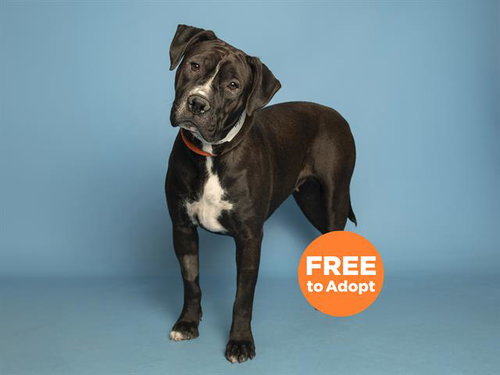 OREO, an adoptable American Pit Bull Terrier in Phoenix, AZ