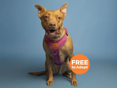 HAZEL, an adoptable Rhodesian Ridgeback in Phoenix, AZ