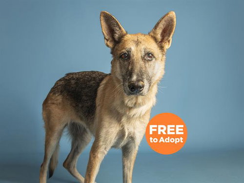 XENA, an adoptable German Shepherd Dog in Phoenix, AZ