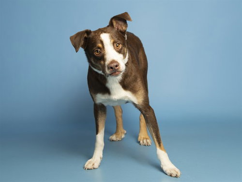 SCOUT, an adoptable Australian Shepherd in Phoenix, AZ