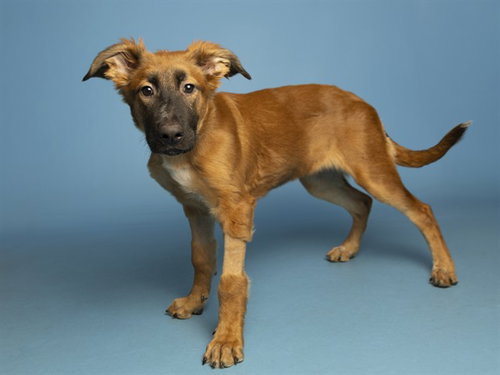 PENNY, an adoptable German Shepherd Dog in Phoenix, AZ