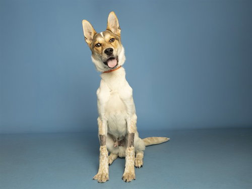 JUDE, an adoptable Australian Cattle Dog in Phoenix, AZ