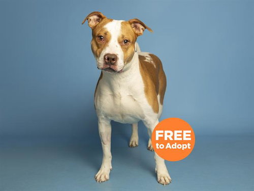 LUCKY, an adoptable American Pit Bull Terrier in Phoenix, AZ