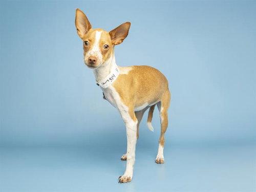 CHERBIN, an adoptable Chihuahua in Phoenix, AZ