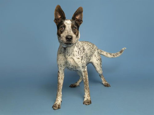 BINGO, an adoptable Australian Cattle Dog in Phoenix, AZ
