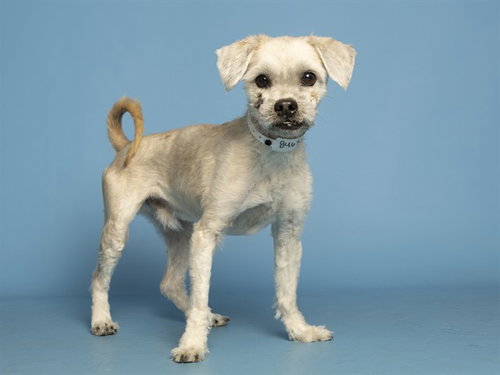 TRUNKY, an adoptable Maltese in Phoenix, AZ
