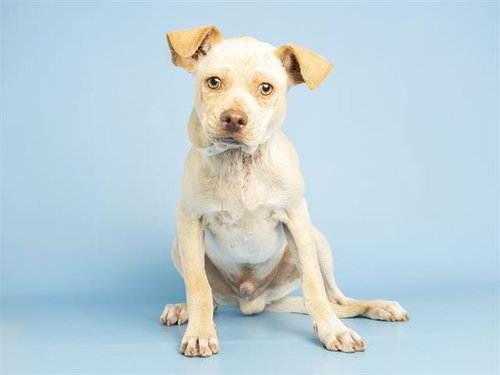 DINO NUGGET, an adoptable Chinese Shar-Pei in Phoenix, AZ