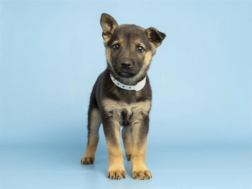 SCORCH, an adoptable German Shepherd Dog in Phoenix, AZ