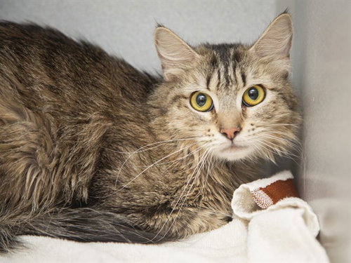 MOUSE, an adoptable Domestic Long Hair in Phoenix, AZ