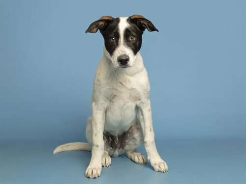 OLLIE, an adoptable Saint Bernard in Phoenix, AZ