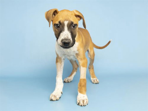 LEROY, an adoptable American Pit Bull Terrier in Phoenix, AZ
