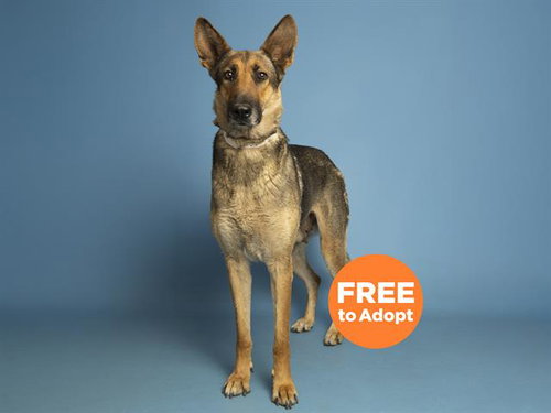 WENDY, an adoptable German Shepherd Dog in Phoenix, AZ