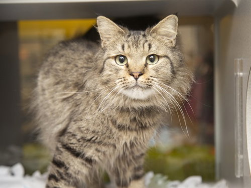 RAINEY, an adoptable Domestic Long Hair in Phoenix, AZ