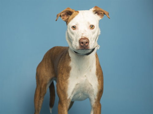 STEWART, an adoptable American Pit Bull Terrier in Phoenix, AZ