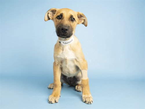 MIKASA, an adoptable German Shepherd Dog in Phoenix, AZ