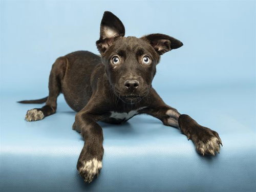ROSE, an adoptable Labrador Retriever in Phoenix, AZ