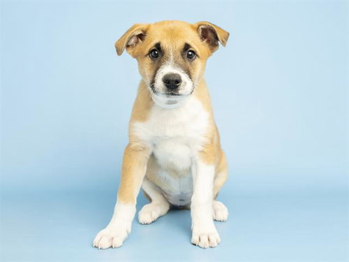 BAMBI, an adoptable Australian Shepherd in Phoenix, AZ