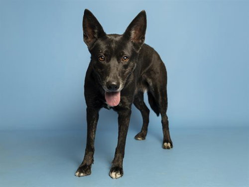 CASEY, an adoptable German Shepherd Dog in Phoenix, AZ
