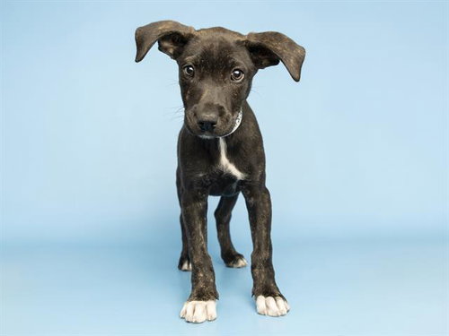 MUSA, an adoptable American Pit Bull Terrier in Phoenix, AZ