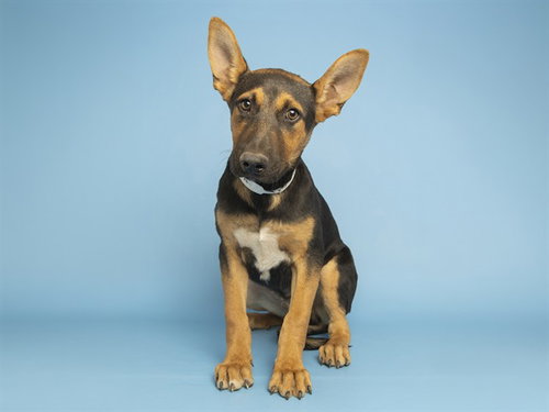 COOKIE DOUGH, an adoptable Labrador Retriever in Phoenix, AZ