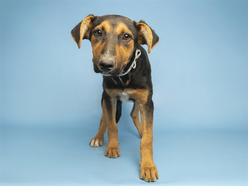 BATTER, an adoptable Labrador Retriever in Phoenix, AZ