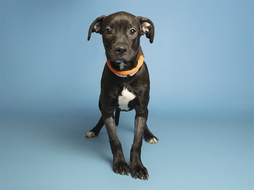 SILKY, an adoptable American Pit Bull Terrier in Phoenix, AZ