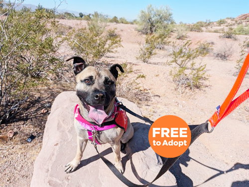 BELLA, an adoptable American Pit Bull Terrier in Phoenix, AZ