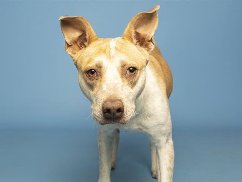 GIGI, an adoptable American Pit Bull Terrier in Phoenix, AZ