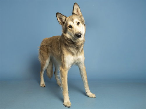 ZUKO, an adoptable German Shepherd Dog in Phoenix, AZ