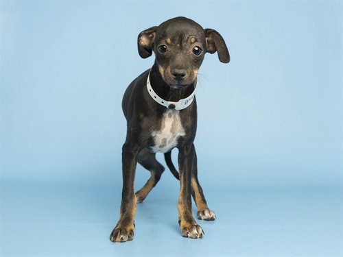 PAM, an adoptable Miniature Pinscher in Phoenix, AZ
