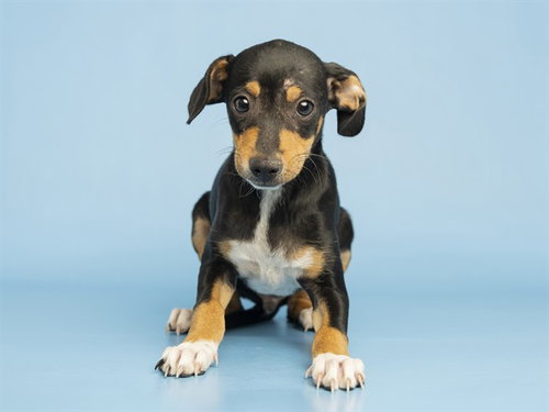 DWIGHT, an adoptable Miniature Pinscher in Phoenix, AZ