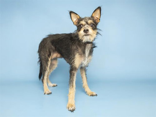 PUA, an adoptable Cairn Terrier in Phoenix, AZ