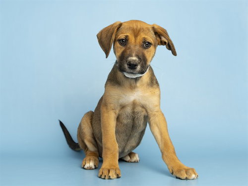 BUBBLES, an adoptable German Shepherd Dog in Phoenix, AZ