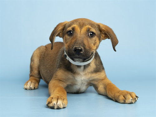 BUTTERCUP, an adoptable German Shepherd Dog in Phoenix, AZ