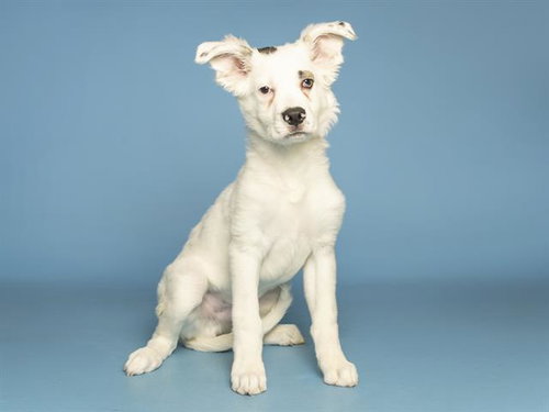 MARVIN, an adoptable Australian Shepherd in Phoenix, AZ