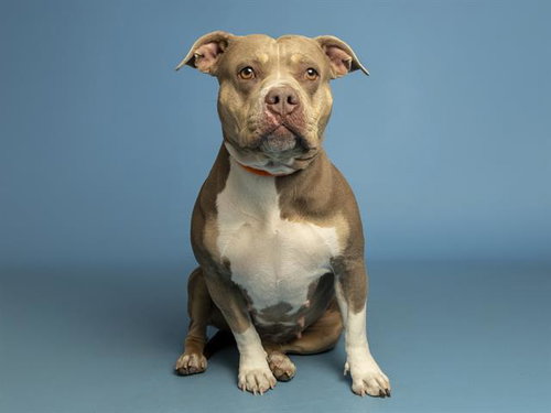 KLOE, an adoptable American Pit Bull Terrier in Phoenix, AZ