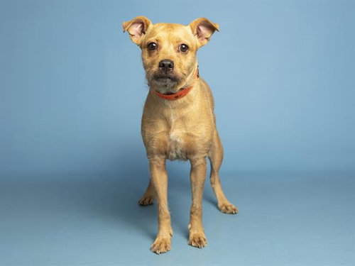 RUBY, an adoptable Toy Fox Terrier in Phoenix, AZ