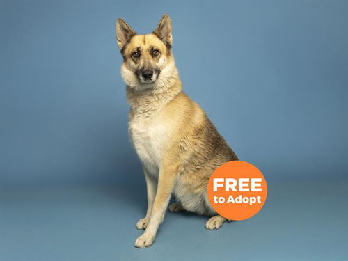ZEUS, an adoptable German Shepherd Dog in Phoenix, AZ