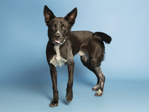 KUZCO, an adoptable German Shepherd Dog in Phoenix, AZ