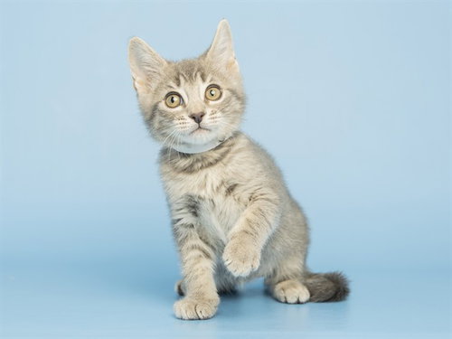 KIWI, an adoptable Domestic Short Hair in Phoenix, AZ