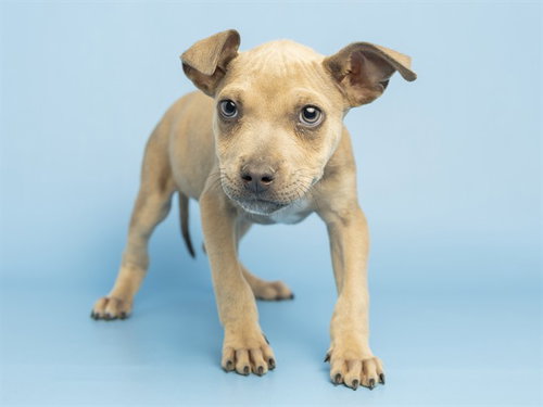 DAVE, an adoptable American Staffordshire Terrier in Phoenix, AZ