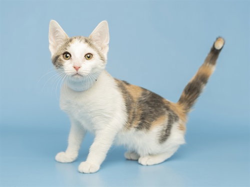 BIMBIM, an adoptable Domestic Short Hair in Phoenix, AZ