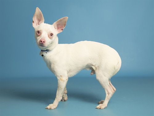 PAULIE, an adoptable Chihuahua in Phoenix, AZ